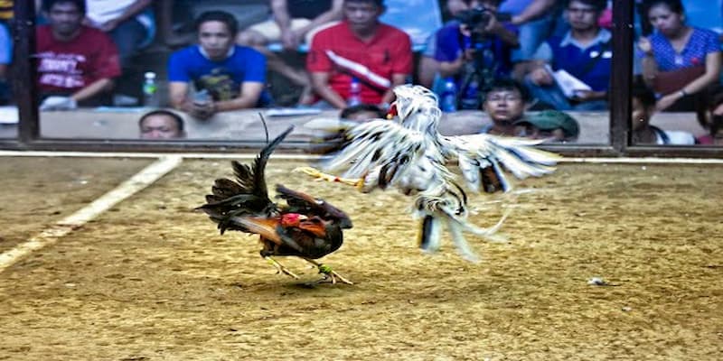 Kinh nghiệm chơi đưa tới hiệu quả cực kỳ cao cho anh em tham gia